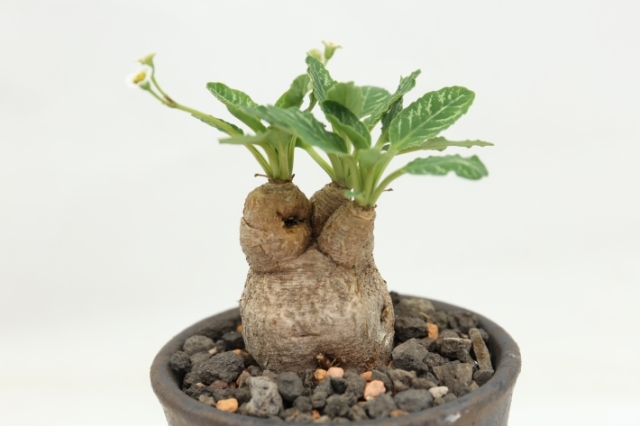 フィッシュボーン盆栽form 輸入球 A2928☆ユーフォルビア コーデックス