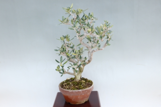 姫オリーブ A3058☆ヒメオリーブ 花物実物 小品盆栽☆「送料無料」浦部