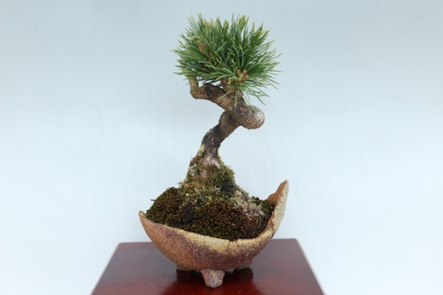 明星五葉松 A3069☆ゴヨウマツ 松柏類 小品盆栽☆「送料無料」浦部陽向園