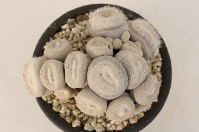 小人の帽子 胴切りカット株 A3163☆エピテランサ サボテン☆浦部陽向園