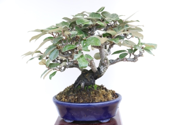 寒グミ A3192☆カングミ 花物実物類 小品盆栽☆「送料無料」浦部陽向園