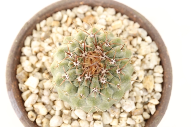孤竜丸 実生 A3121☆コピアポア コルムナアルバ サボテン☆「送料無料