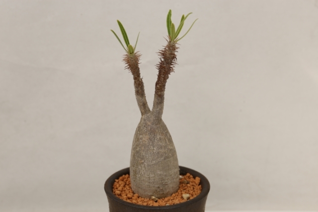 グラキリス 輸入球 A3139☆パキポディウム 塊根植物 コーデックス 多肉