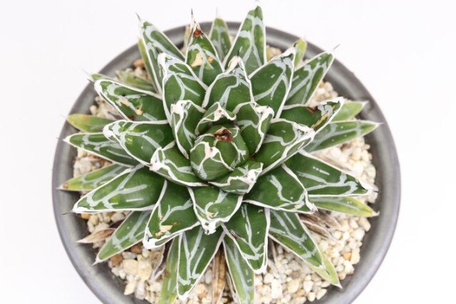 姫笹の雪 特美ペンキ A3242☆アガベ 多肉植物☆「送料無料」浦部陽向園