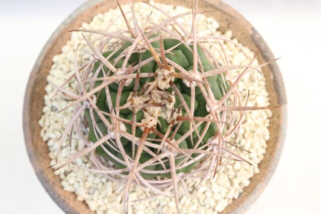 フェロシオール 実生 A3359☆ギムノカリキウム サボテン☆「送料無料