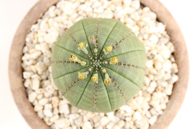 オベサ 実生 A3302☆ユーフォルビア 多肉植物 数量もの☆ギフトに