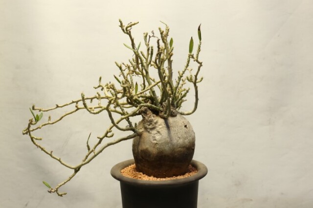 ビスピノーサム 輸入球 A3598☆パキポディウム 多肉植物☆「送料無料