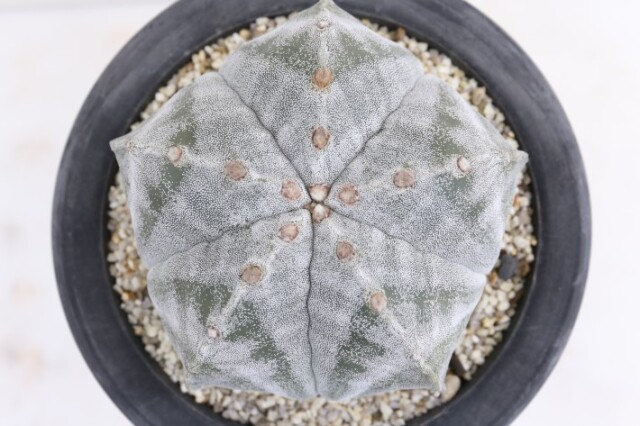 ランポー玉 古株type A3671☆アストロフィツム サボテン☆「送料無料