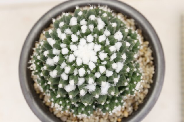 エルサム 実生 A3689☆マミラリア サボテン☆「送料無料」浦部陽向園