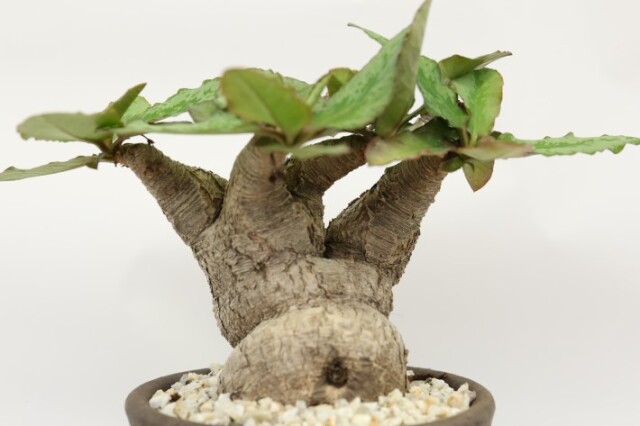 フィッシュボーン 盆栽form 輸入球 A3699☆ユーフォルビア コーデック