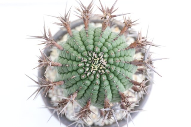 送料無料】群星冠 ユーフォルビア 輸入球カキ仔 A3789｜多肉植物｜浦部