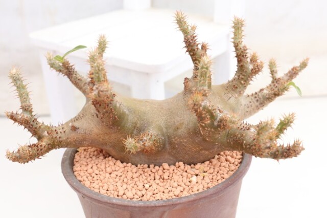 送料無料】マカイエンセ パキポディウム 輸入球 A3840｜多肉植物 塊根