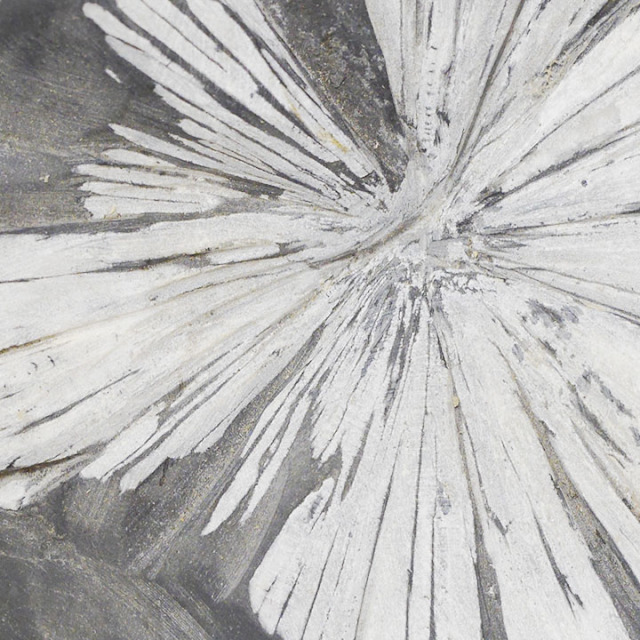 菊花石 No.257 【鑑賞用鉱石】高さ:約25cm 幅:約17cm 重さ:約3.7kg