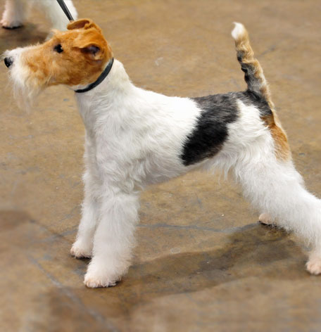 ワイヤーフォックステリア キーホルダー:レザー本革-革物語のVANCAショップ