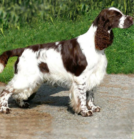 イングリッシュコッカスパニエル キーホルダー:レザー本革-革物語の