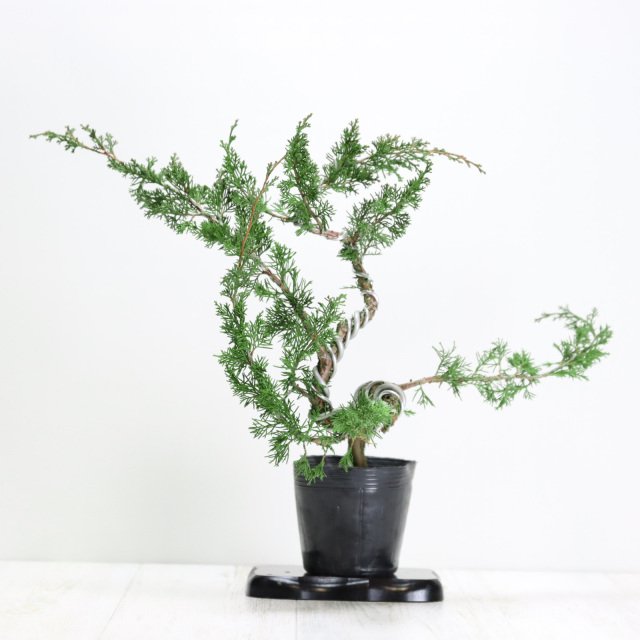 送料無料】糸魚川真柏 盆栽 貴風盆栽 小品盆栽 中品盆栽 素材ミニ盆栽