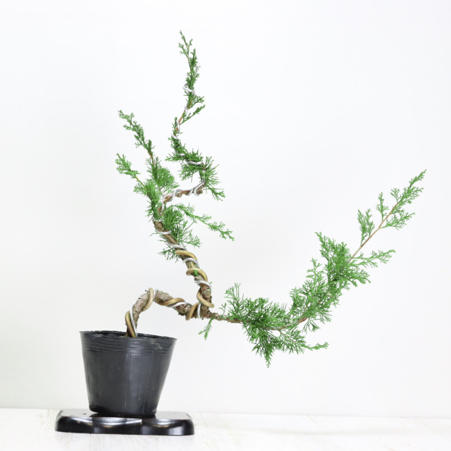 送料無料】糸魚川真柏 盆栽 貴風盆栽 小品盆栽 中品盆栽 素材ミニ盆栽