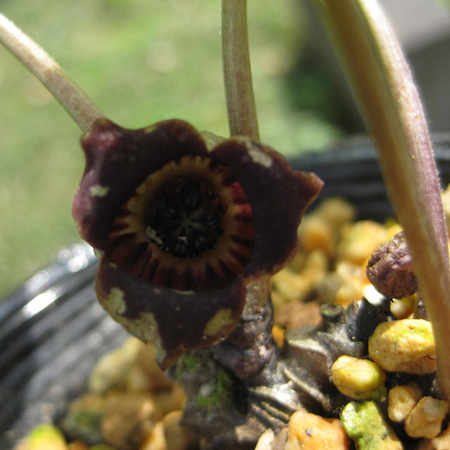 ウマノスズクサ科 フタバアオイ(双葉葵)の苗：野草の苗販売『ワイルド