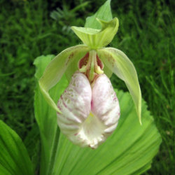 日本の野生ラン・ラン科 クマガイソウ(熊谷草)の苗：野草の苗販売