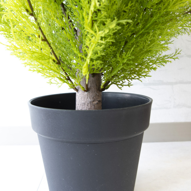 人工 観葉植物 フェイク グリーン ゴールドクレスト H約150cm 店舗