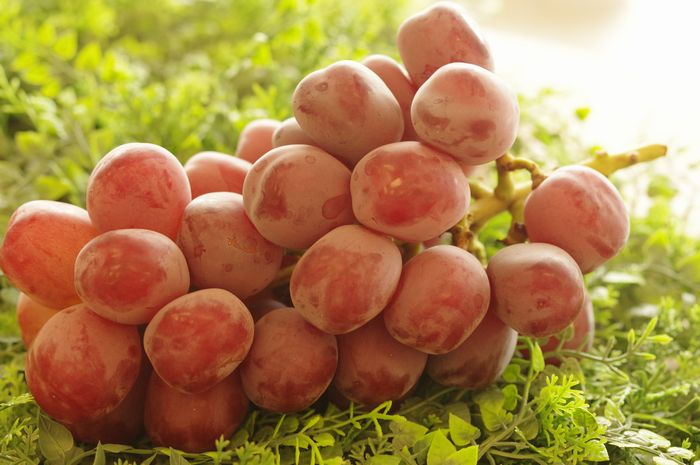 富士の輝ぶどう 1房 山梨・他産地