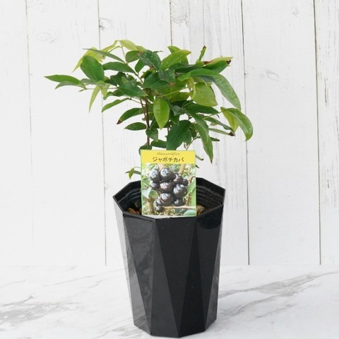 熱帯果樹「ジャボチカバ 中葉系の苗木」を販売【花育通販】