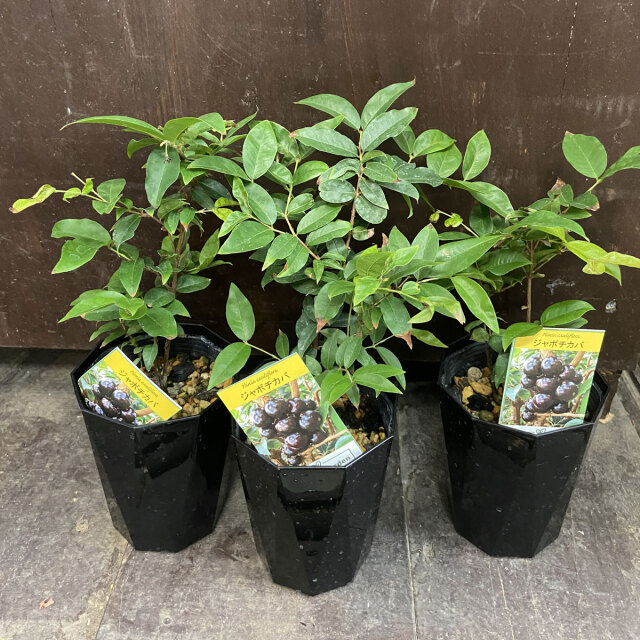 熱帯果樹「ジャボチカバ 中葉系の苗木」を販売【花育通販】