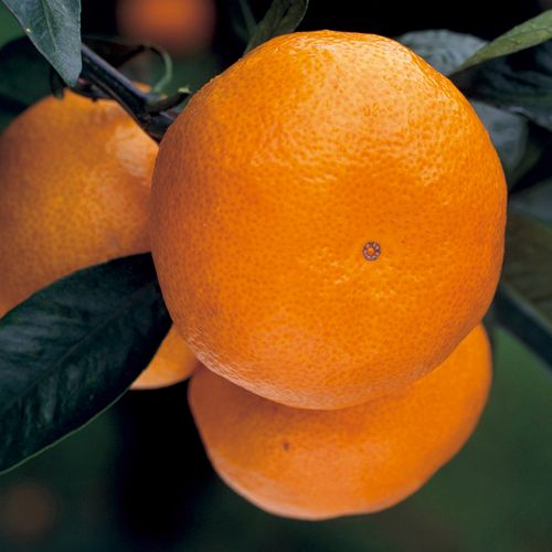 果樹園「花育通販」蜜柑(ミカン)の苗木 興津早生（温州みかん）を販売