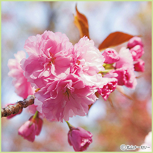 八重桜（サクラ・さくら）の苗木関山（カンザン）桜を販売【花育通販】