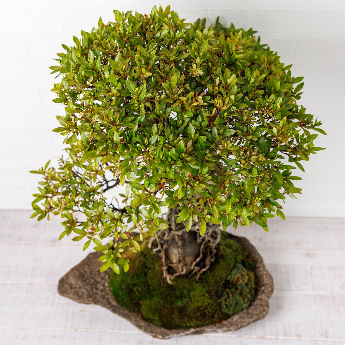 仏像盆栽】サツキ（皐月） | Daisuke Nakajima～アート植物の