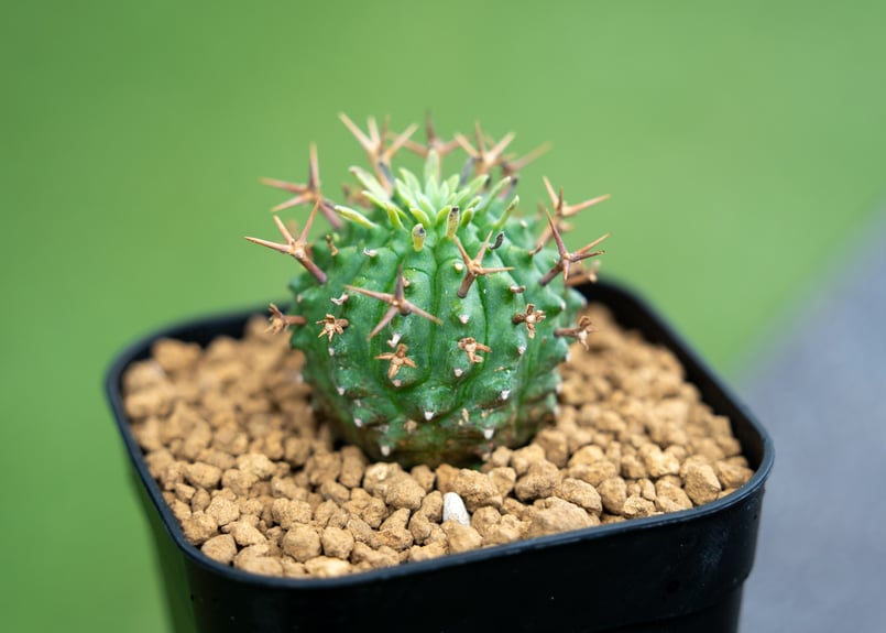 ユーフォルビア 群星冠 | mana's farm:塊根植物・アガベ・ドライ