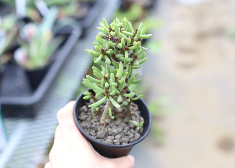 チレコドン ブッコルジアヌス | mana's farm:塊根植物・アガベ・ドライ