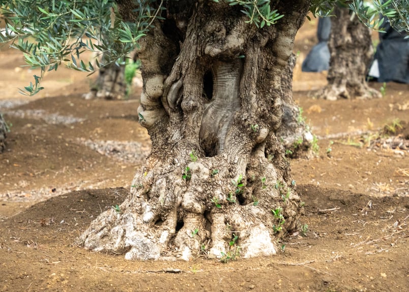 商談中。【超太幹】これぞ古木の風格｜代表選抜・輸入オリーブ《一点物