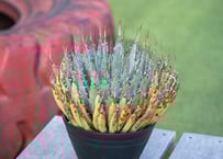 パキポディウム ラメリー ラモスム 国内実生 | mana's farm:塊根植物