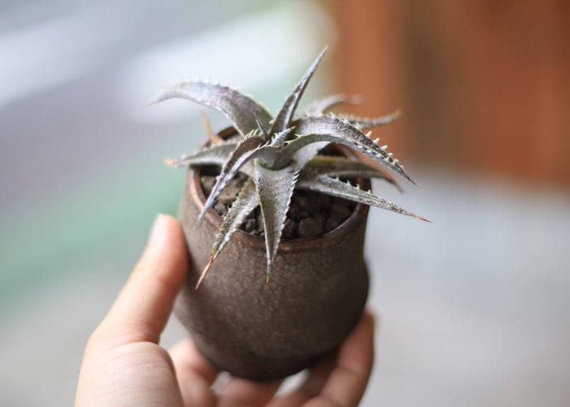 ディッキア Dyckia | mana's farm:塊根植物・アガベ・ドライガーデン