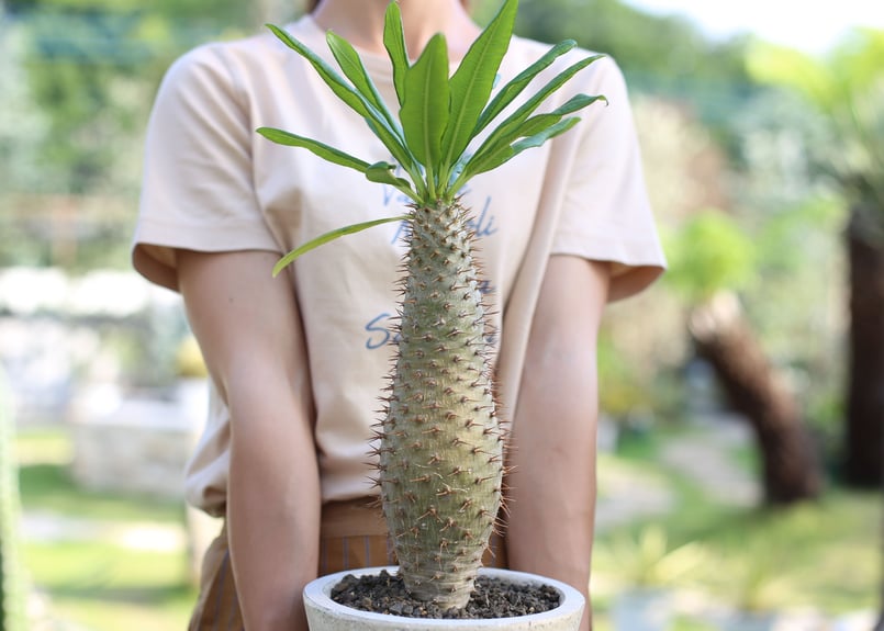 パキポディウム ラモスム | mana's farm:塊根植物・アガベ・ドライ