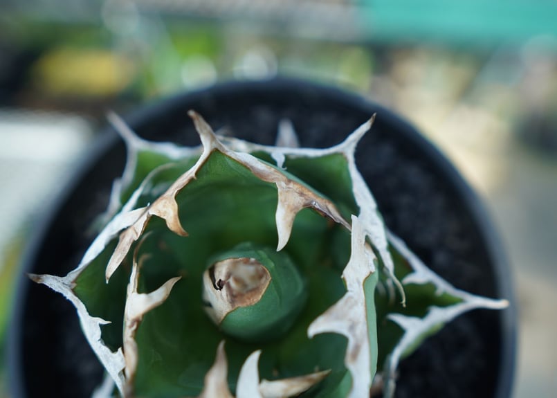 アガベ チタノタ 螃蟹 Agave Titanota crab | mana's farm:塊