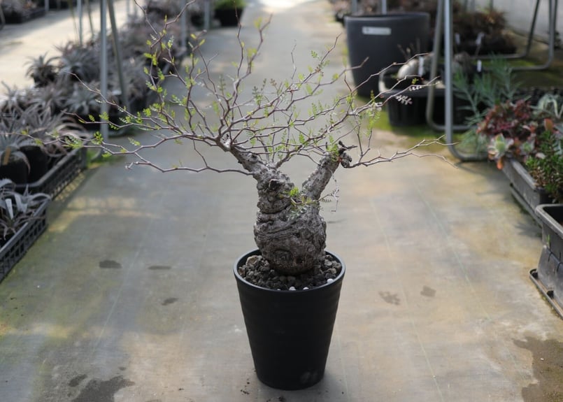 オペルクリカリア パキプス《2》 | mana's farm:塊根植物・アガベ