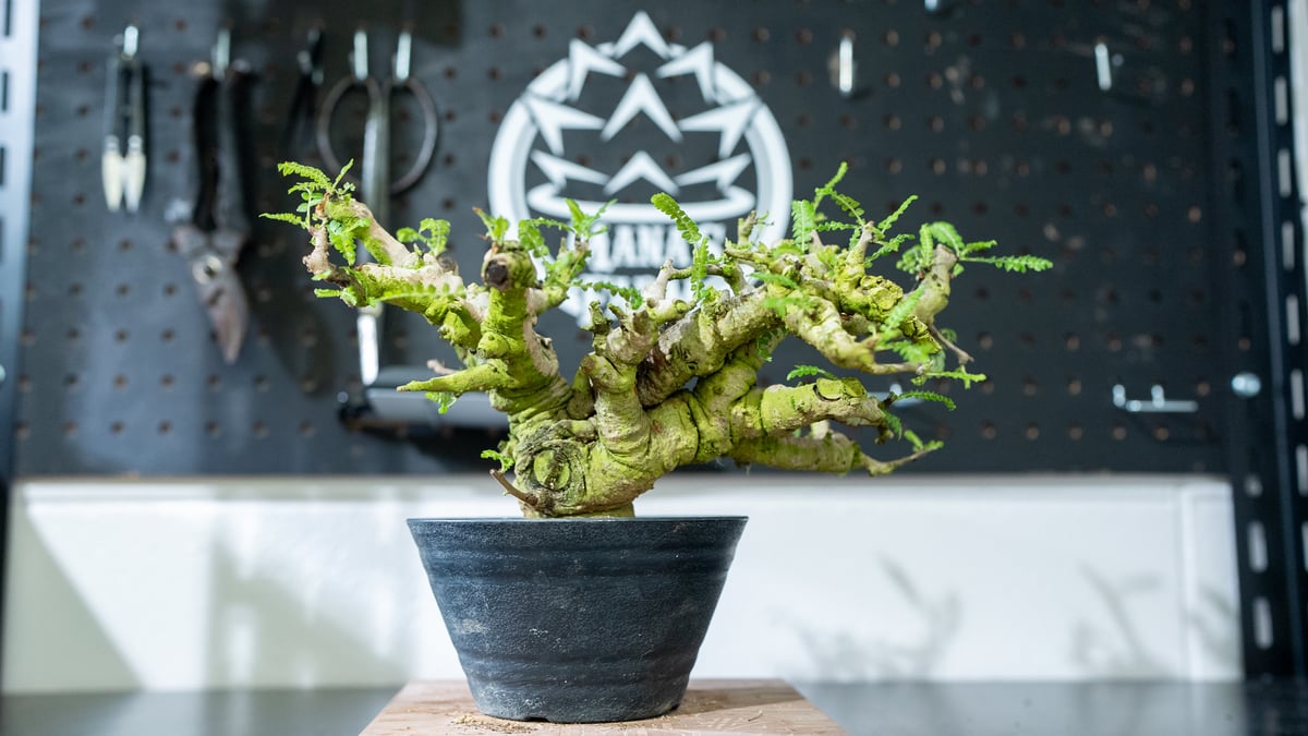 ボスウェリア ネグレクタ 特選株 | mana's farm:塊根植物・アガベ