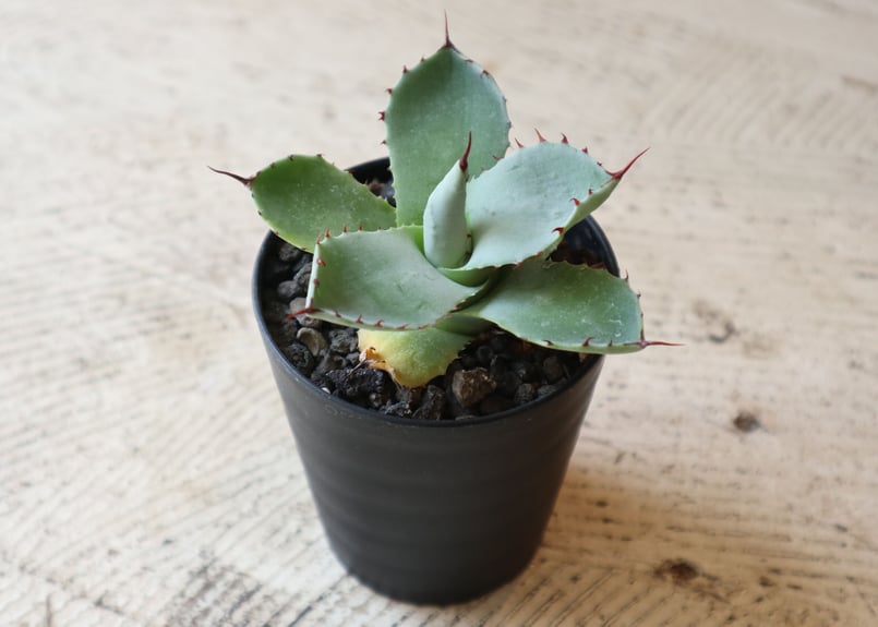 アガベ パリー トランカータ　親株 アガベ パリー トランカータ | mana's farm:塊根植物・アガベ・ドライ