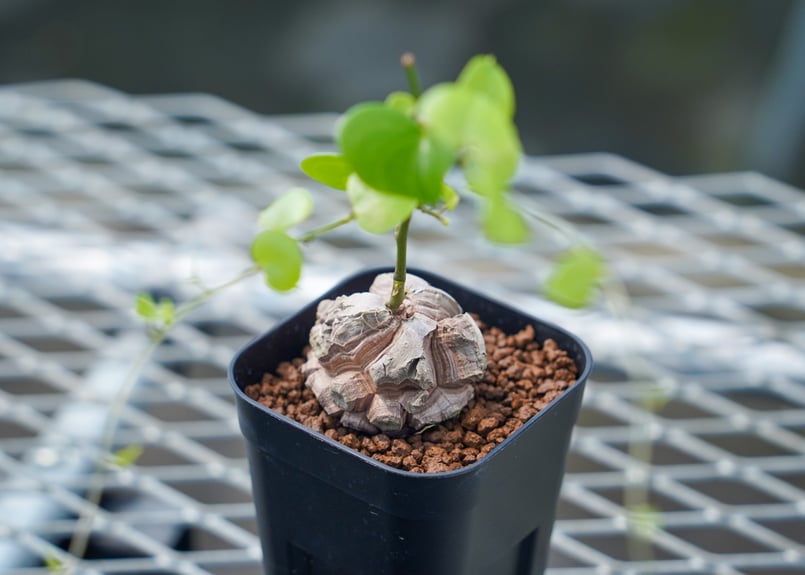 亀甲竜 No.1 | mana's farm:塊根植物・アガベ・ドライガーデン植物販売