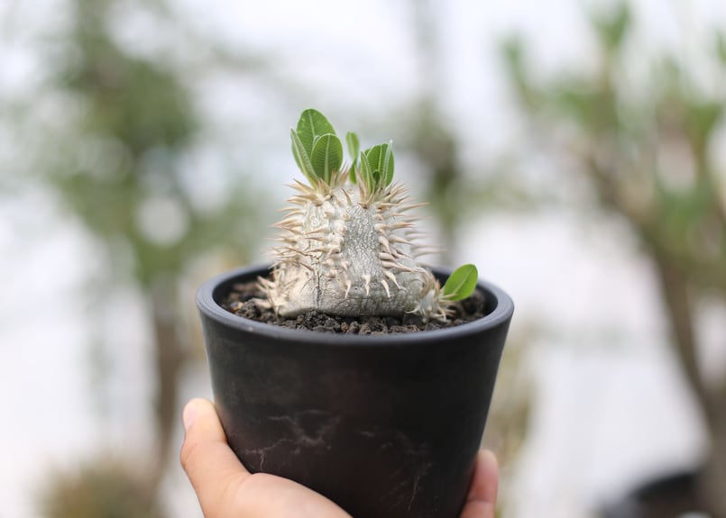 パキポディウム エブレネウム | mana's farm:塊根植物・アガベ・ドライ