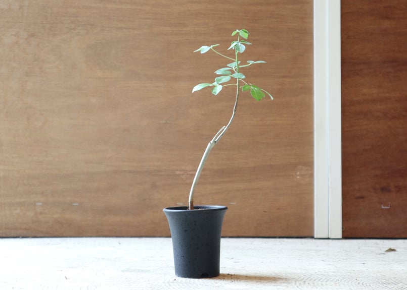 コミフォラ オブロンギフォリア | mana's farm:塊根植物・アガベ