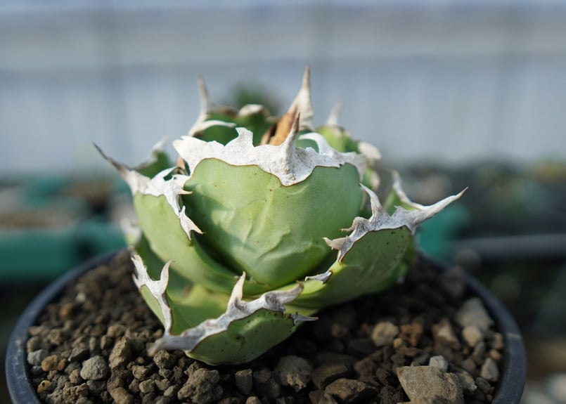 アガベ チタノタ 螃蟹 Agave titanota Crab | mana's farm:塊