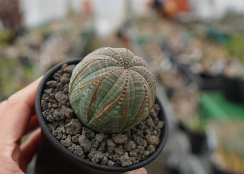 ユーフォルビア オベサ | mana's farm:塊根植物・アガベ・ドライ