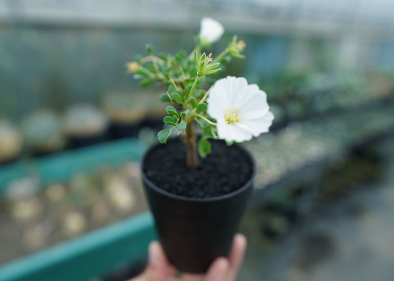 サルコカウロン バンデリエティアエ Sarcocaulon vanderietiae No.1