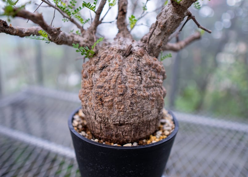 オペルクリカリア パキプス | mana's farm:塊根植物・アガベ・ドライ