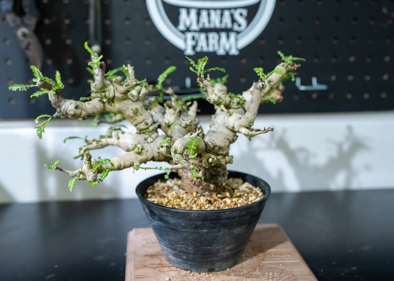 ボスウェリア ネグレクタ 特選株 | mana's farm:塊根植物・アガベ