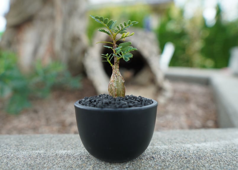 沖縄実生株】センナ メリディオナリス Senna meridionalis No.2 |