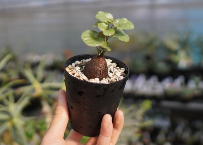 マナズファーム産】亀甲竜 実生 No.4 | mana's farm:塊根植物・アガベ